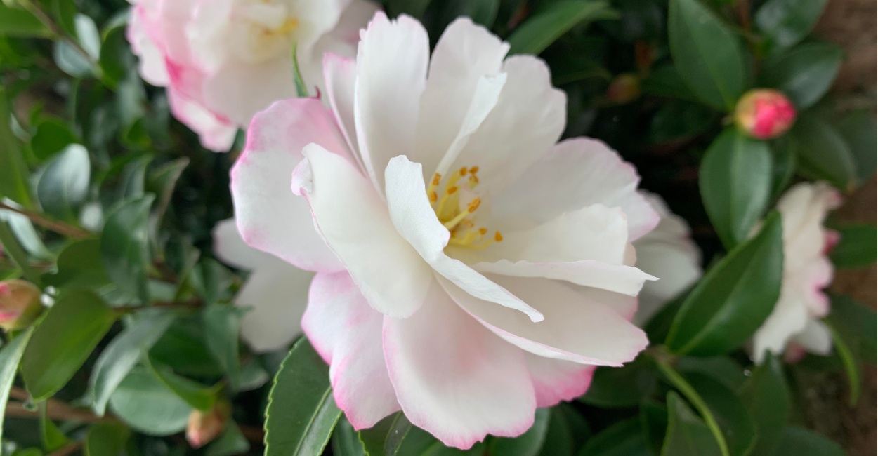 como cultivar camélias