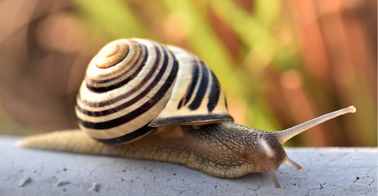 caracol