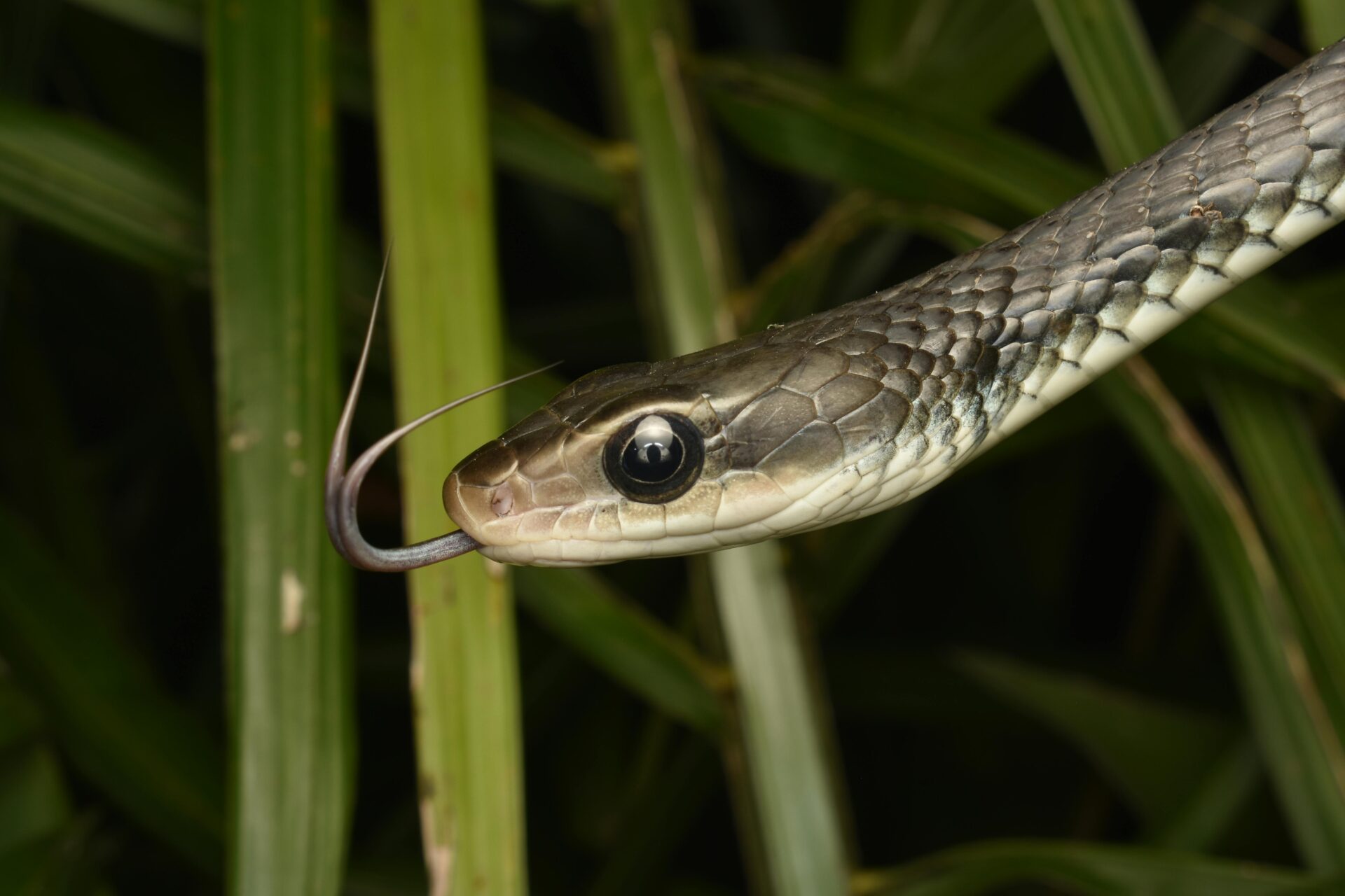 cobra