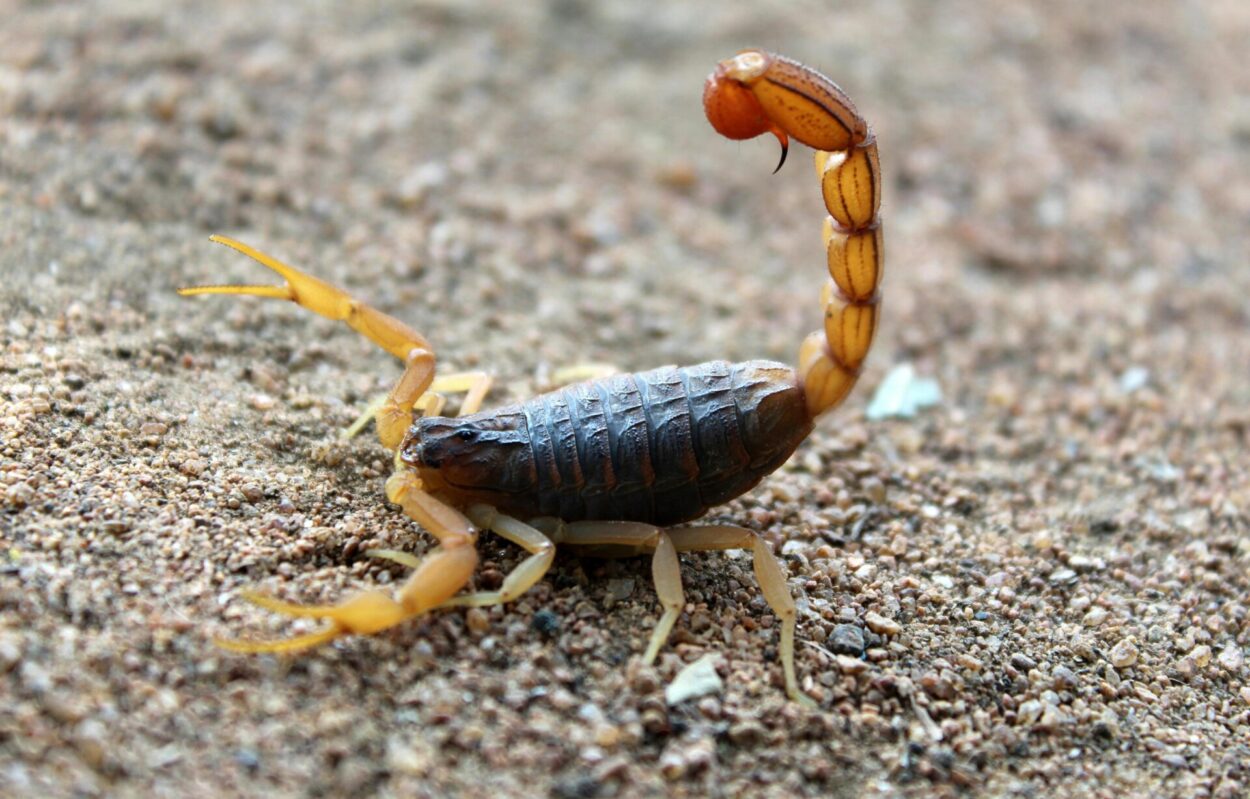 escorpião