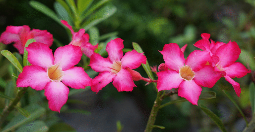 flor