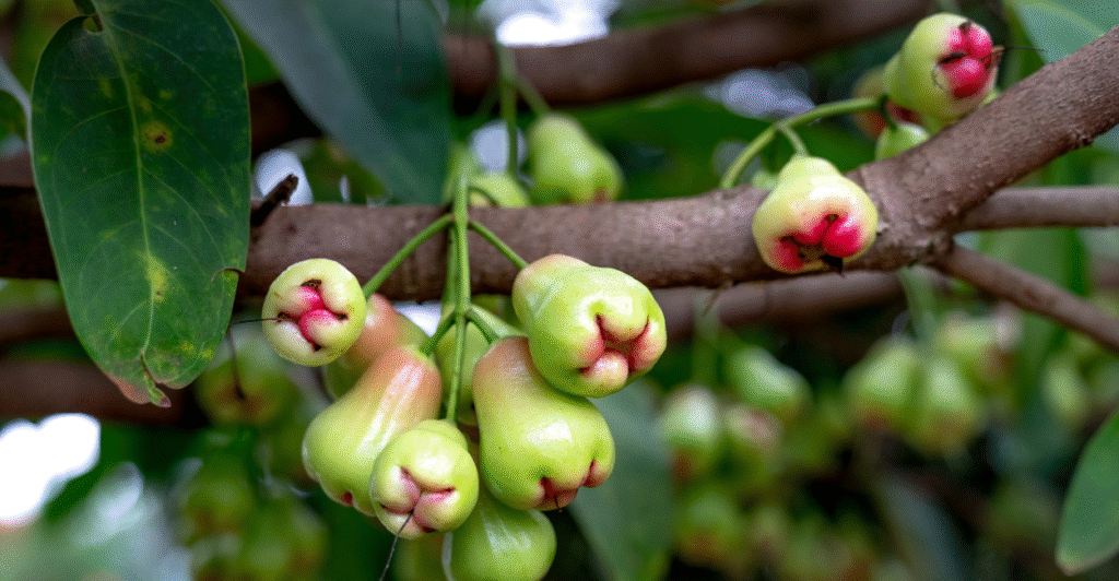 pé de jambo com frutos