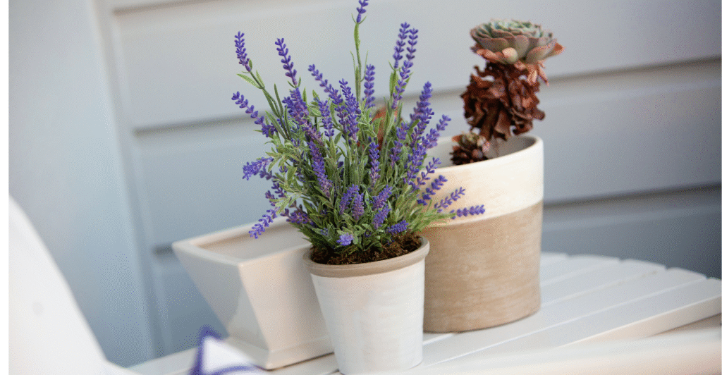 lavanda