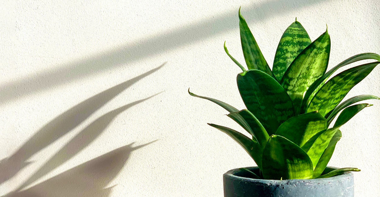 planta lingua de sogra