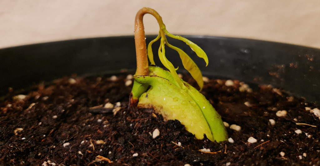 caroço manga germinando
