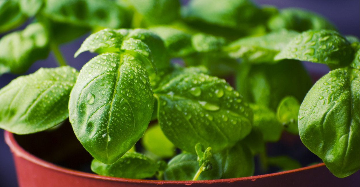 Orégano no Feng Shui: uma erva poderosa para atrair boas energias e transformar seu lar.