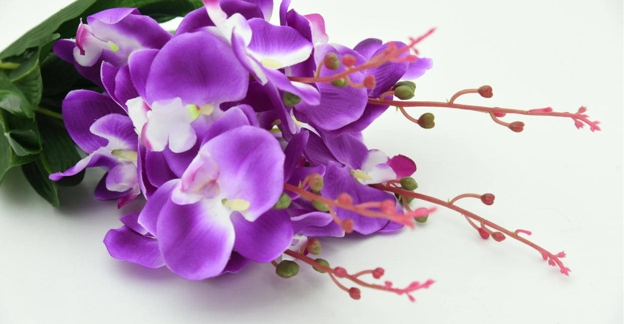 - cultivo de orquídeas