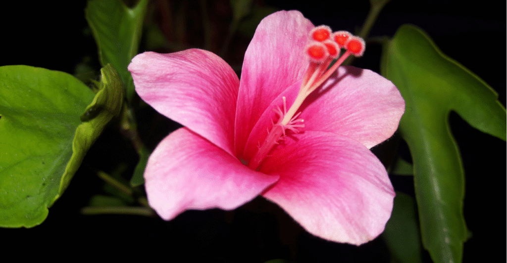 plantas bioluminescentes