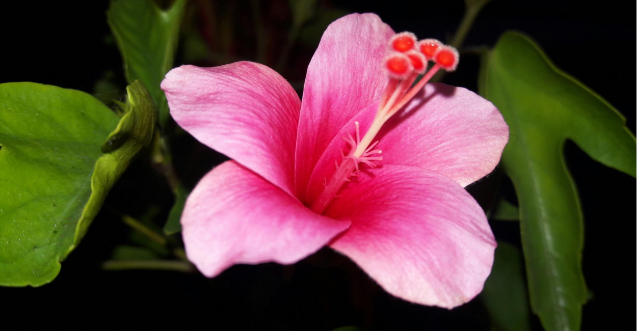 plantas bioluminescentes