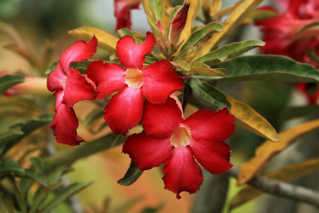 rosa-do-deserto