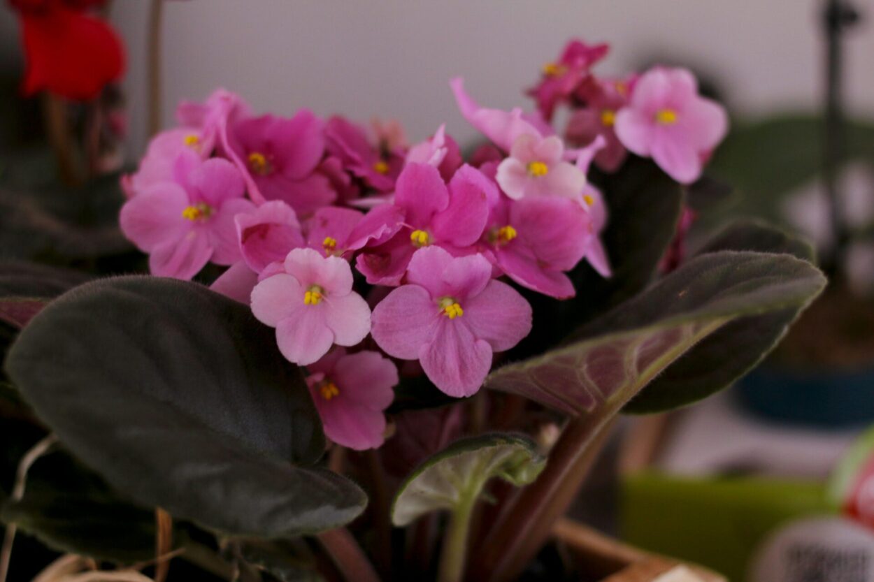 violeta africana