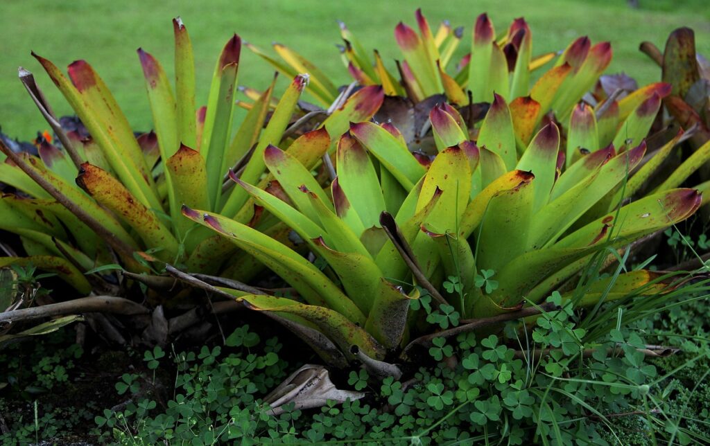 Aechmea blanchetiana em ambiente de jardim