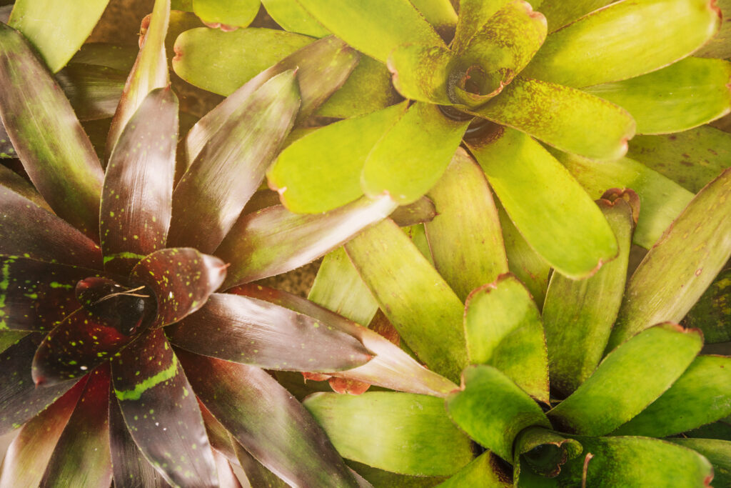 bromélia Alcantarea imperialis, em ambiente de jardim