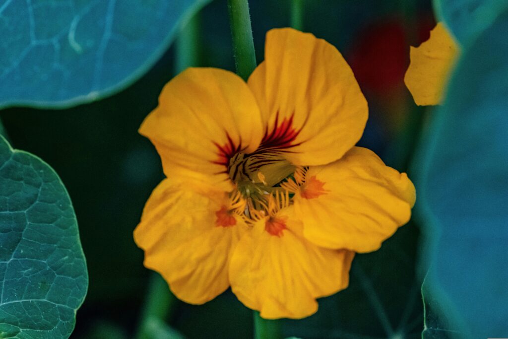flor capuchinha amarela