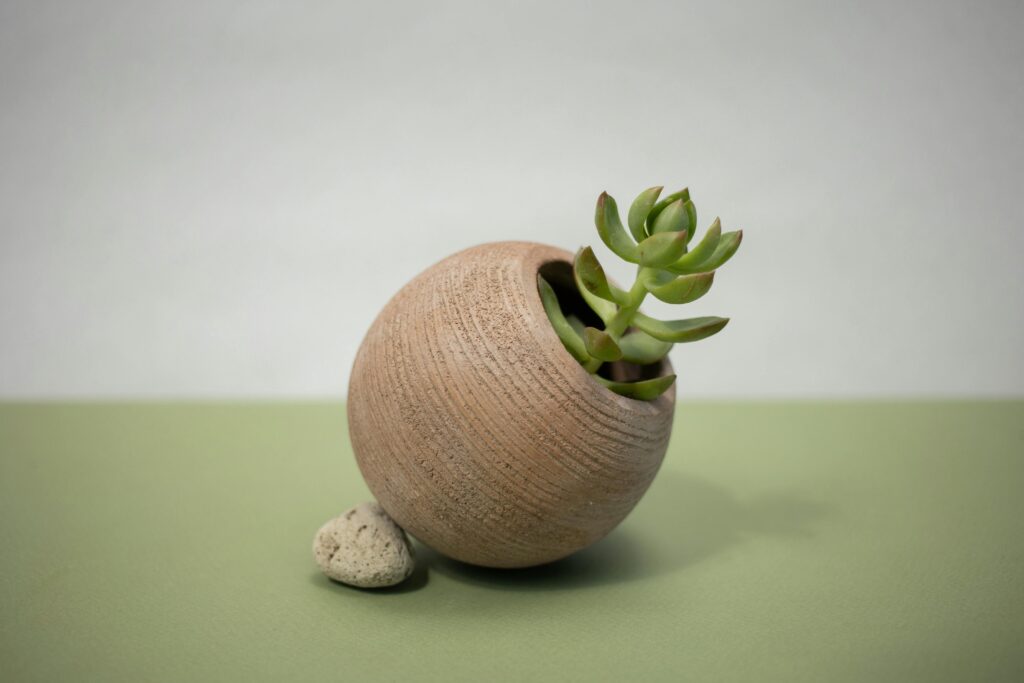 vaso ovalado com planta Crassula ovata