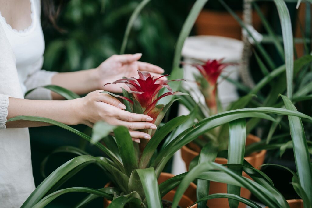 bromédia guzmania sendo apreciada e tocada com as mãos de uma mulher.