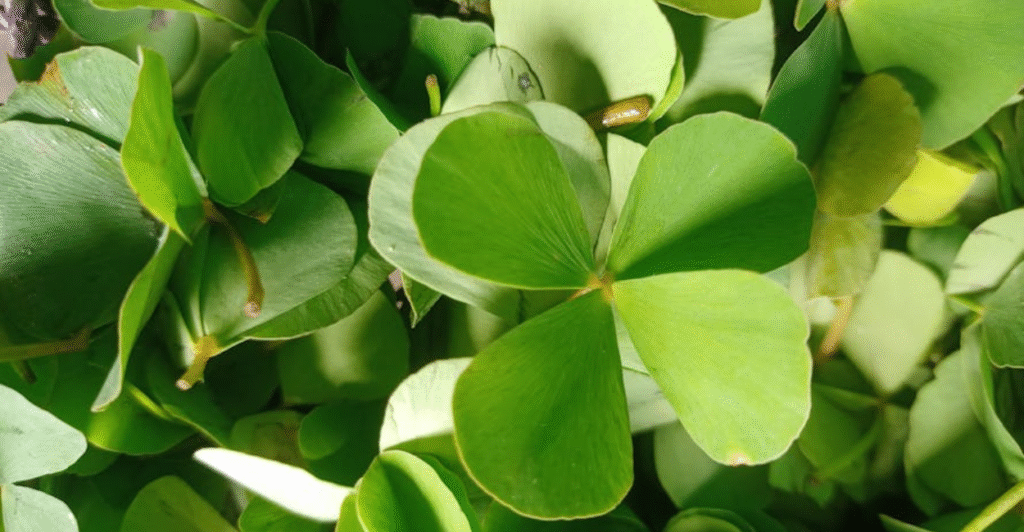 Marsilea quadrifolia