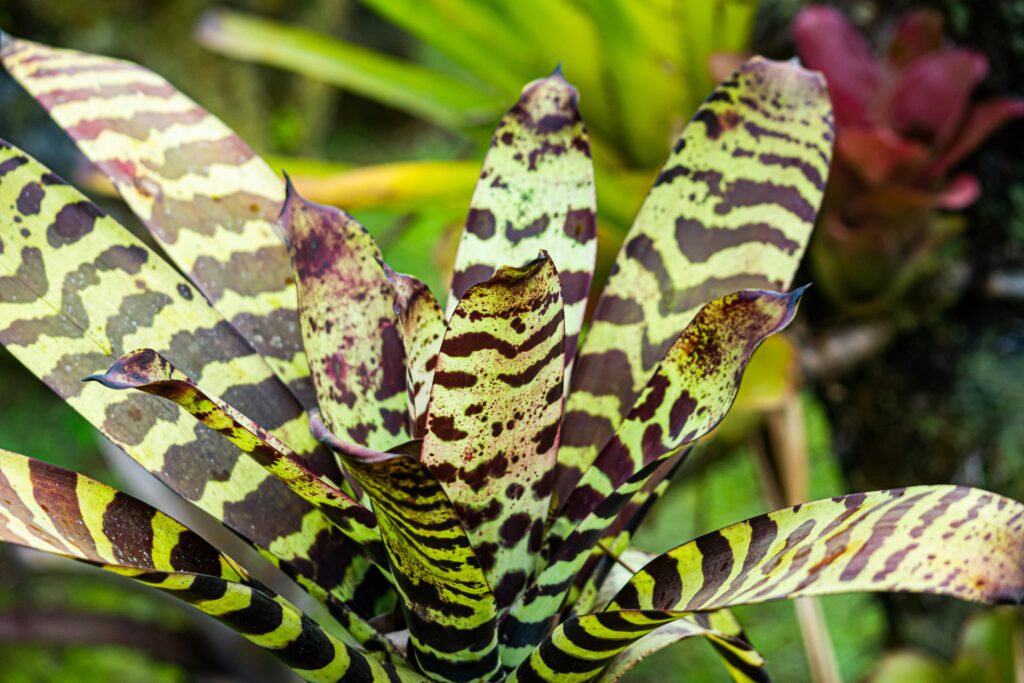 bromelia Vriesea spp, com folhas rajadas em ambiente de jardim