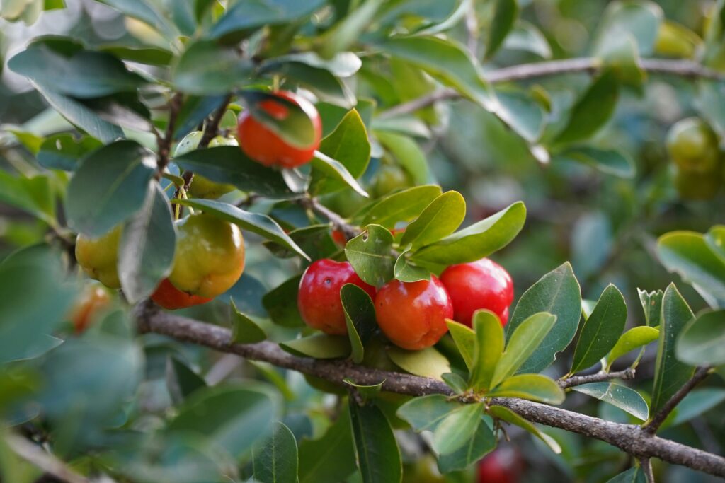 pé de acerola com folhas verdes escuras e várias acerolas maduras.
