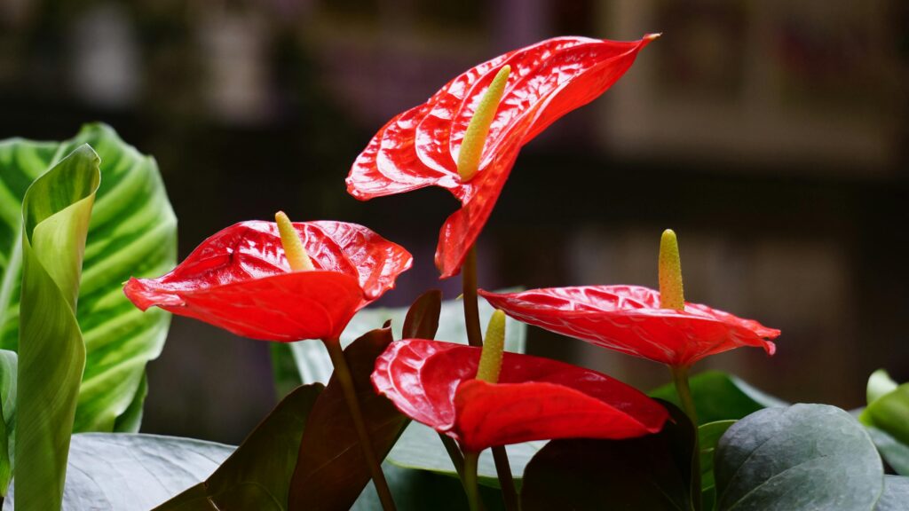 anturio vermelho