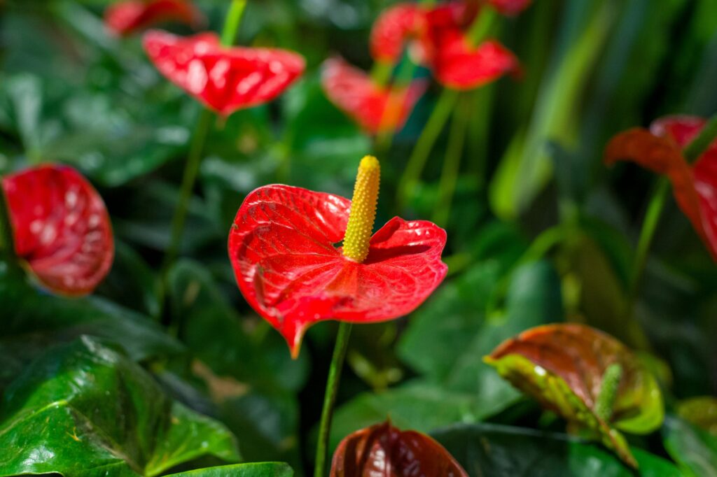 ambiente de jardim, com várias flores de anturio vermelho