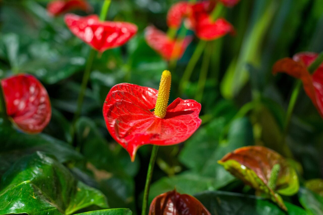 ambiente de jardim, com várias flores de anturio vermelho