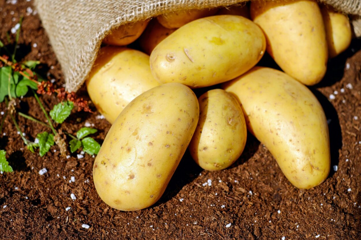 várias batatas inglesas na terra