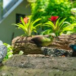 bromélias e pássaros em jardim florido e ensolarado
