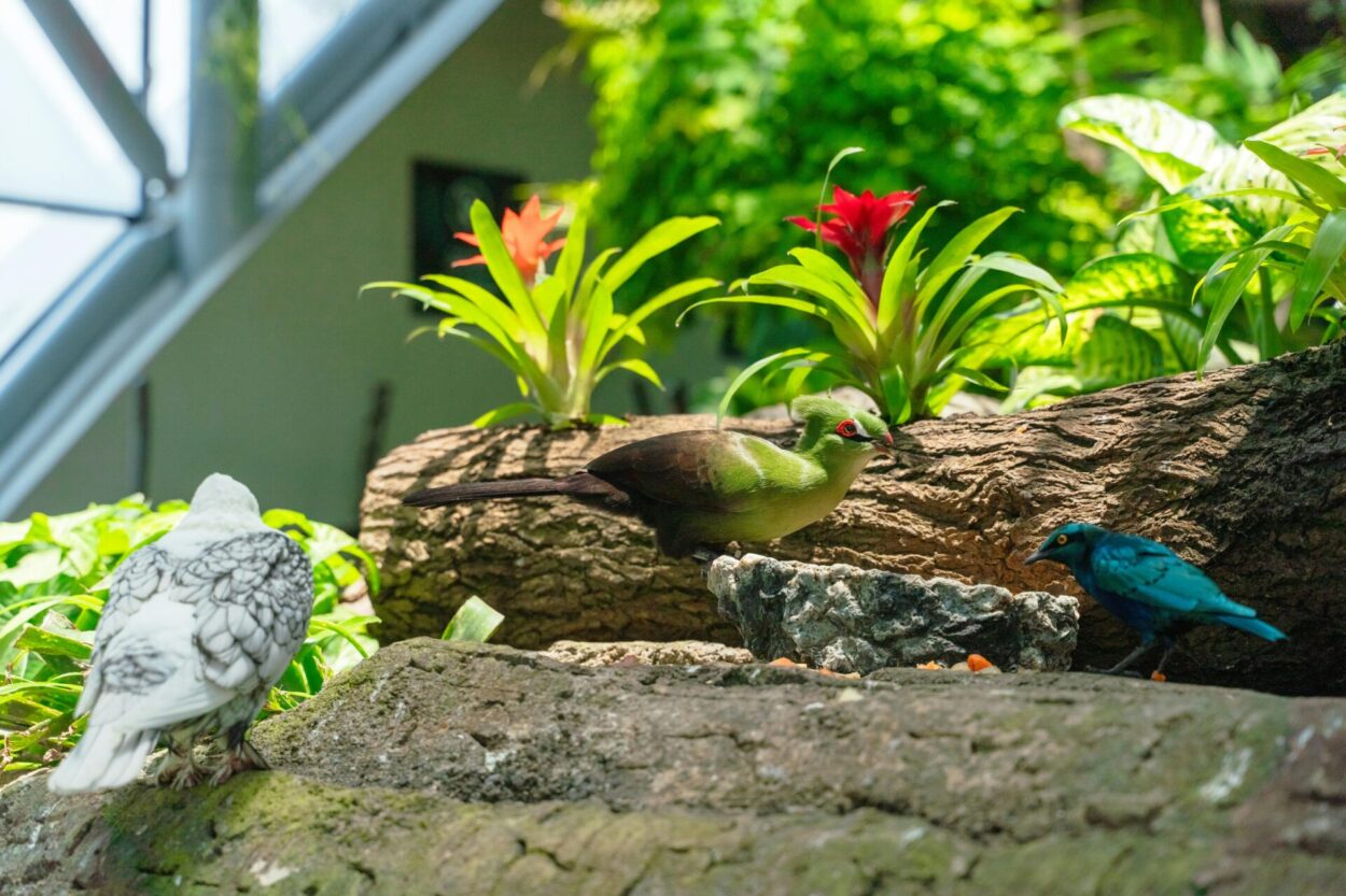 bromélias e pássaros em jardim florido e ensolarado