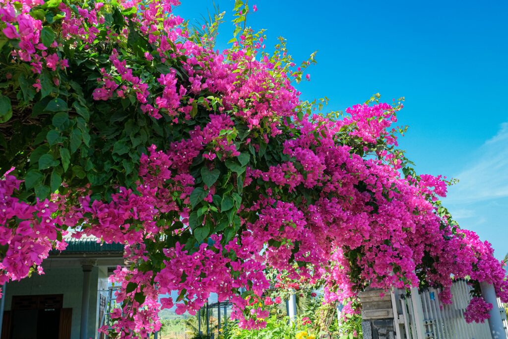como cultivar bougainville