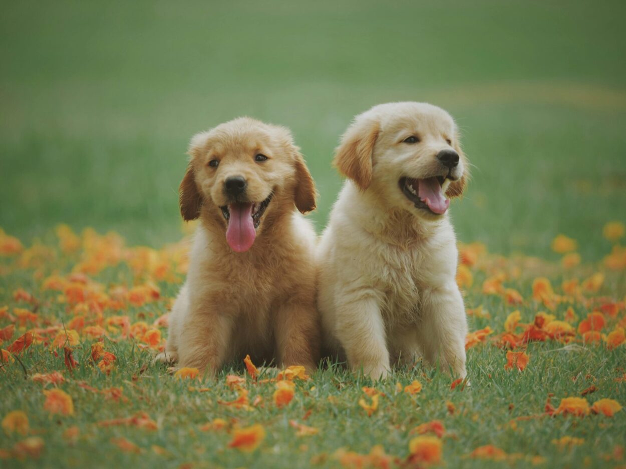 dois cachorrinhos em gramado com flores amarelas caidas de arvore.