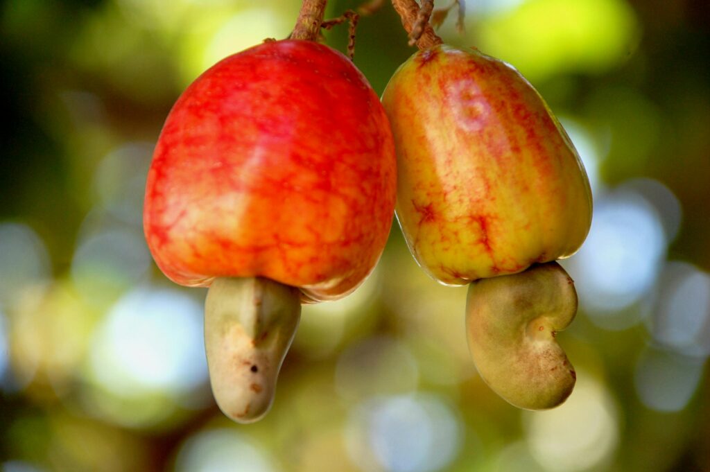 cajueiro com cajus aparentemente maduros