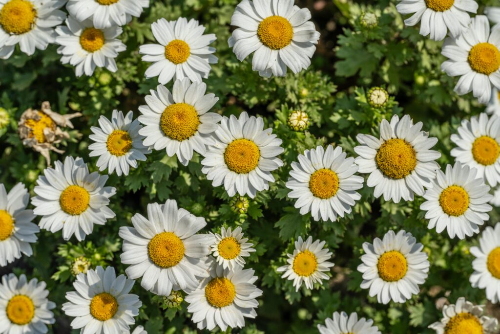 Camomila (Matricaria recutita) em jardim