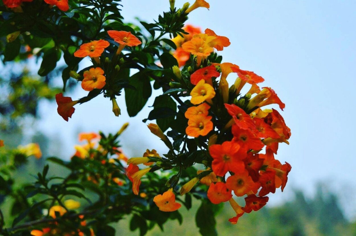 Aeschynanthus radicans