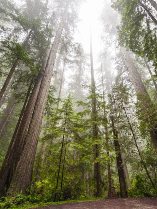 mata com luz da manhã ao fundo