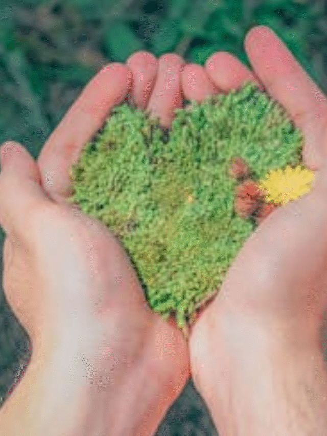 mãos segurando sementes