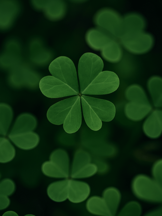 Trevo-de-4-folhas: símbolo de sorte e prosperidade