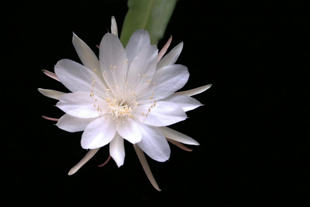 flor branca, dama-da-noite, em fundo escuro.