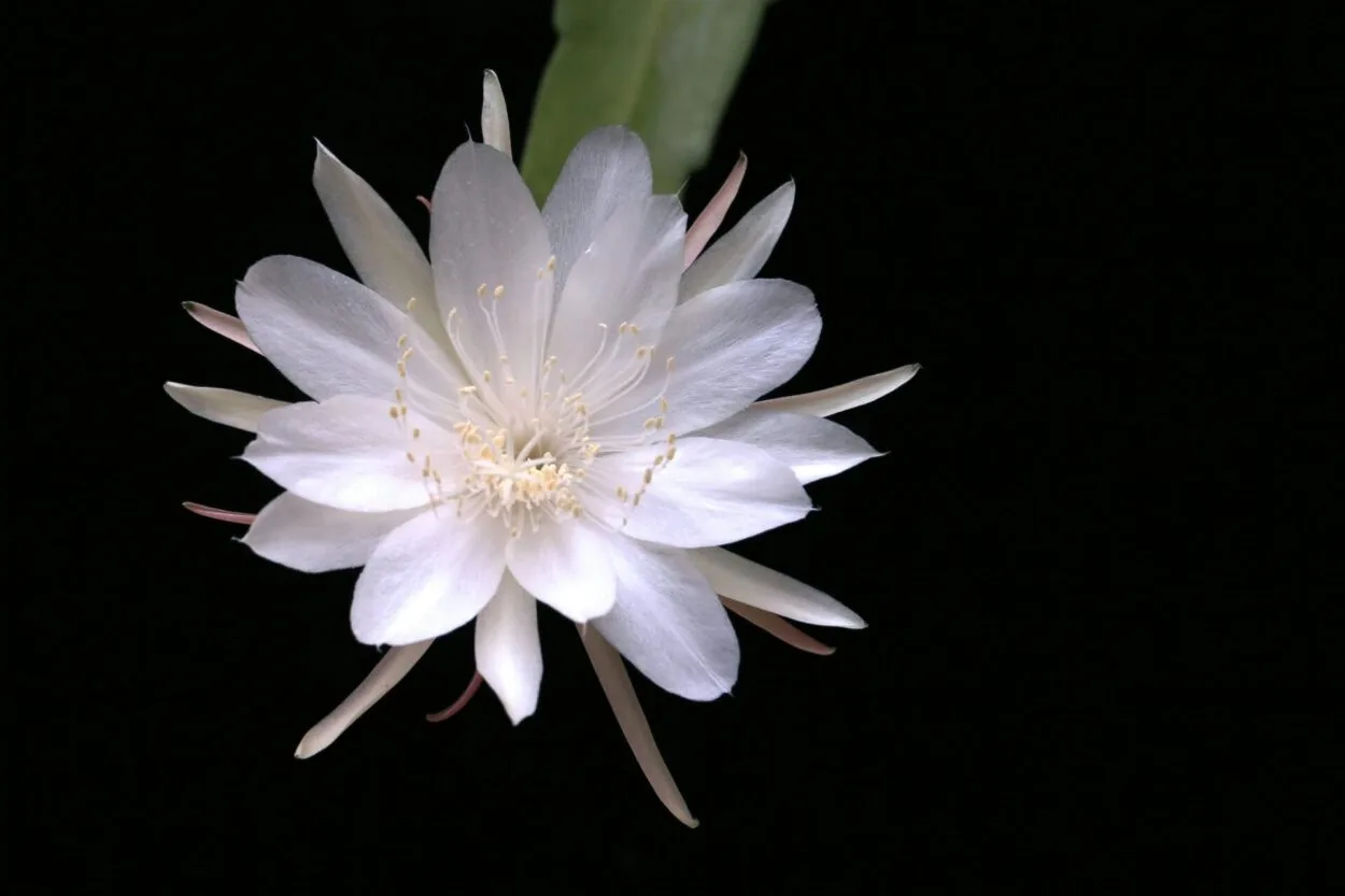 fundo escuro com uma belissima flor branca