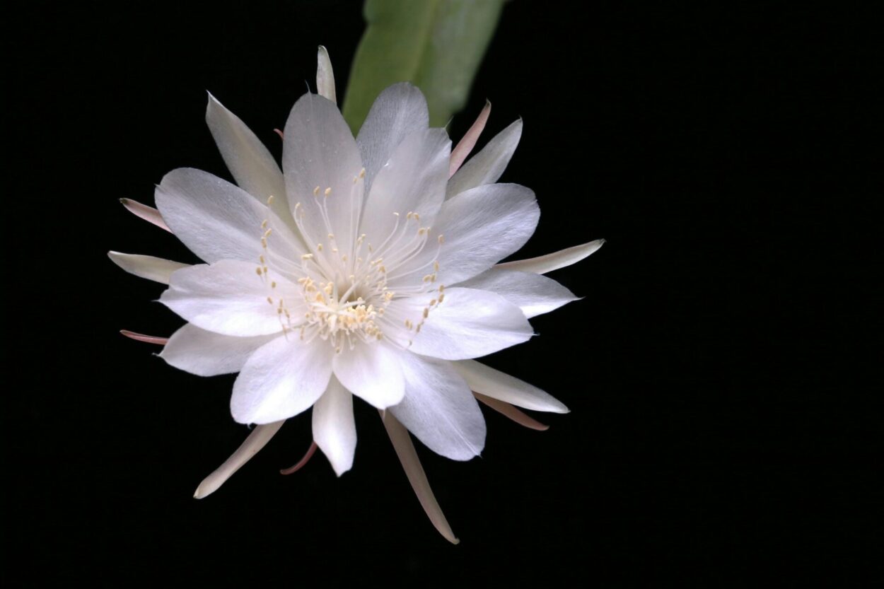 flor branca, dama-da-noite, em fundo escuro.