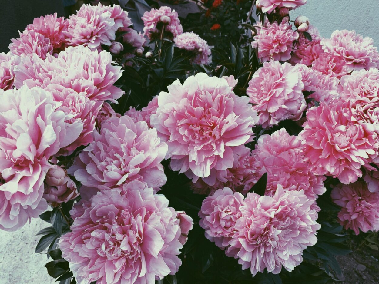flor-cravo