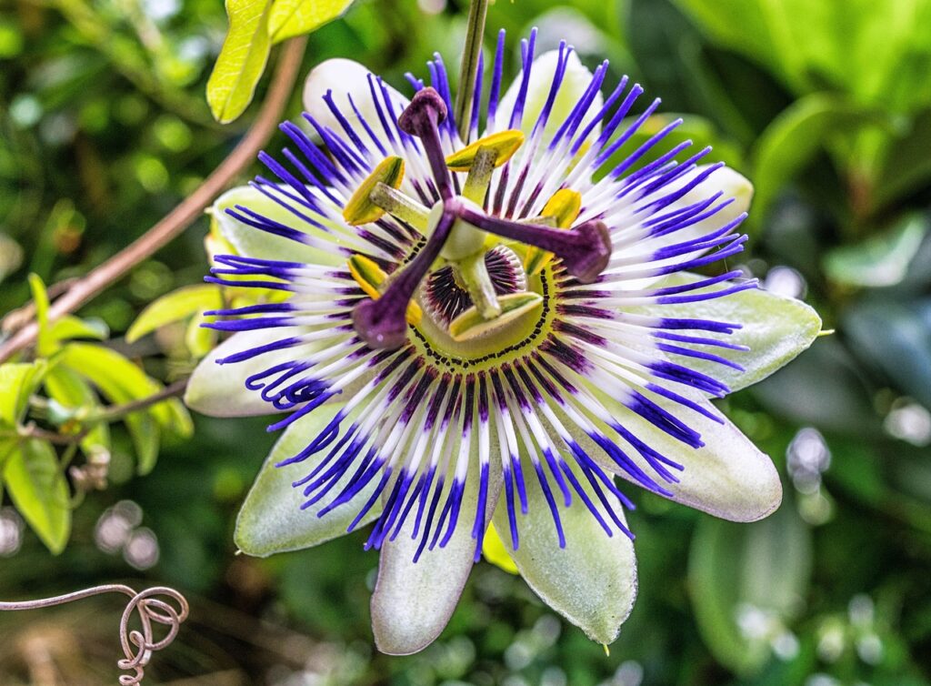 Flor exótica de maracujá do mato com pétalas brancas com rajado roxo.