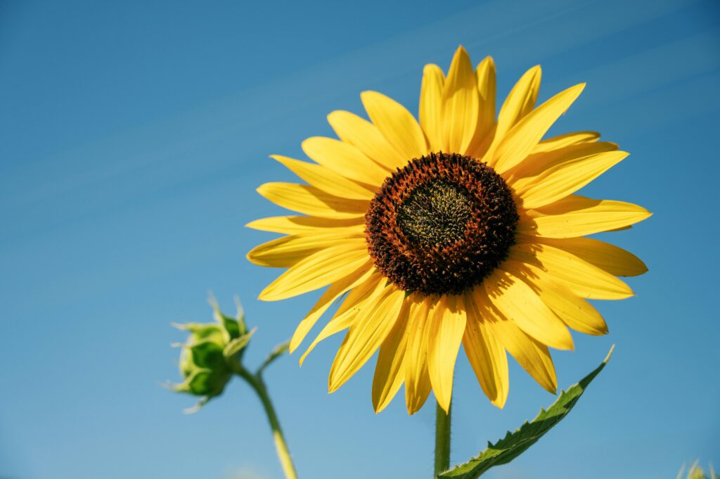 girassol amarelo com miolo marrom com um botão ao lado fechado e ao fundo ceu azul claro em dia ensolarado.
