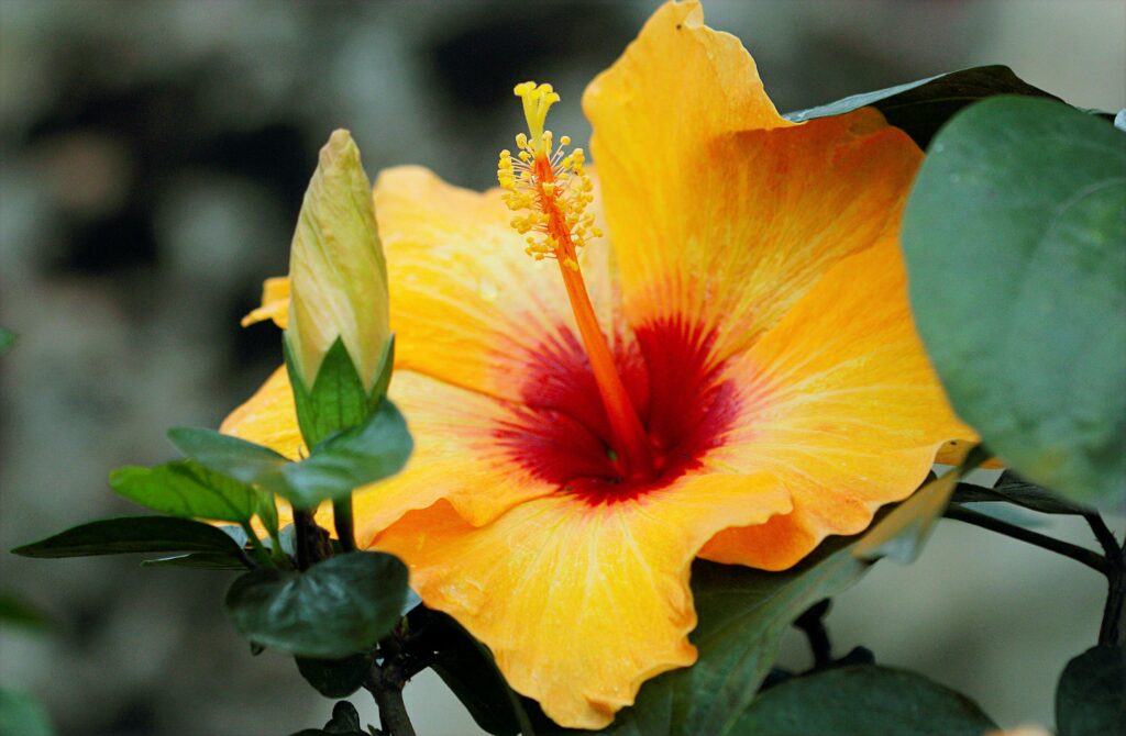hibisco