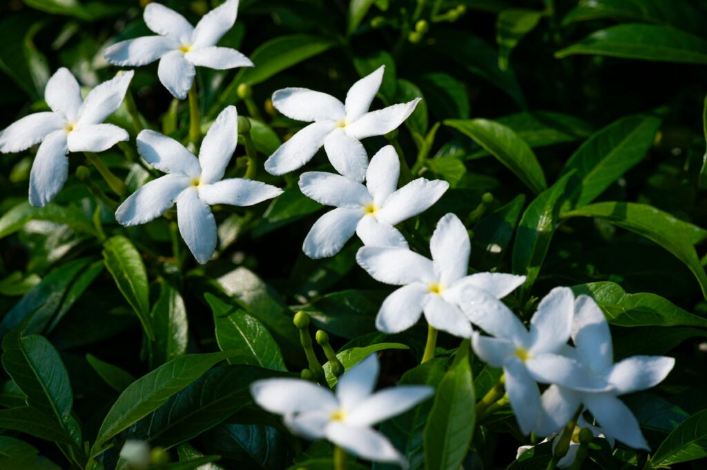 cuidar de jasmin
