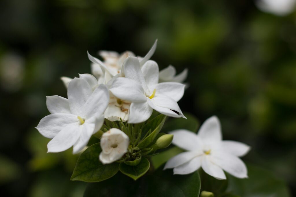 jasmim (Jasminum polyanthum)
