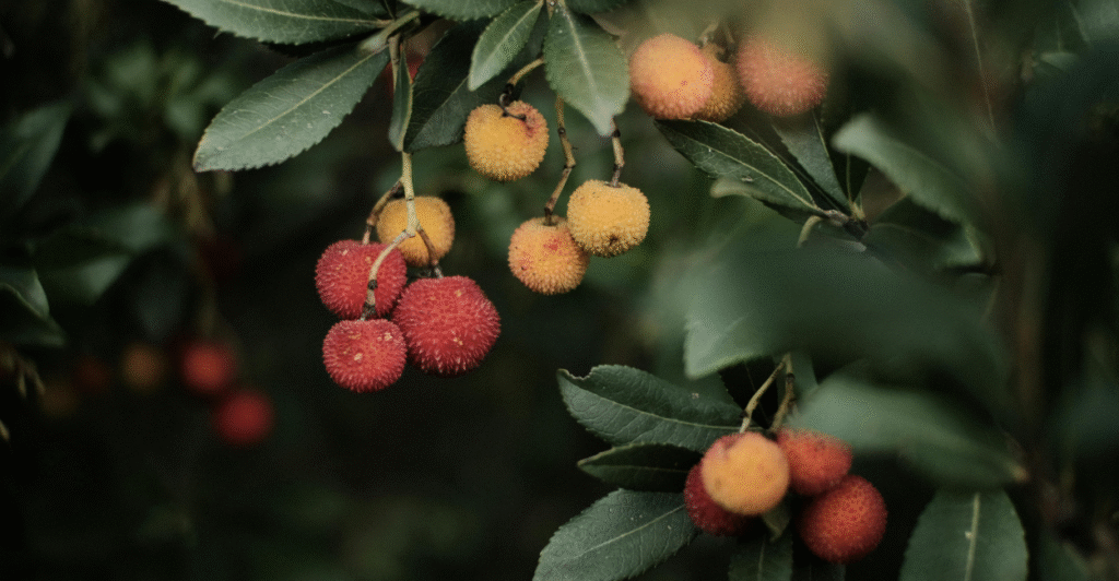 arvore com frutos lichia (Litchi chinensis)
