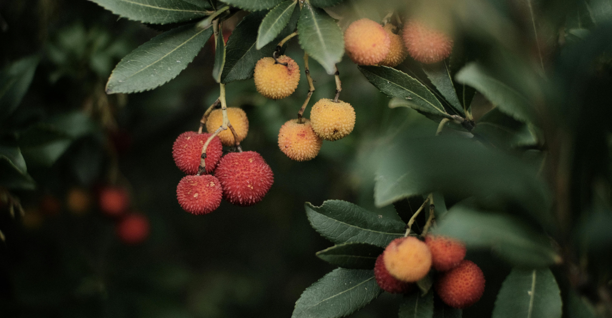 arvore com frutos lichia (Litchi chinensis)