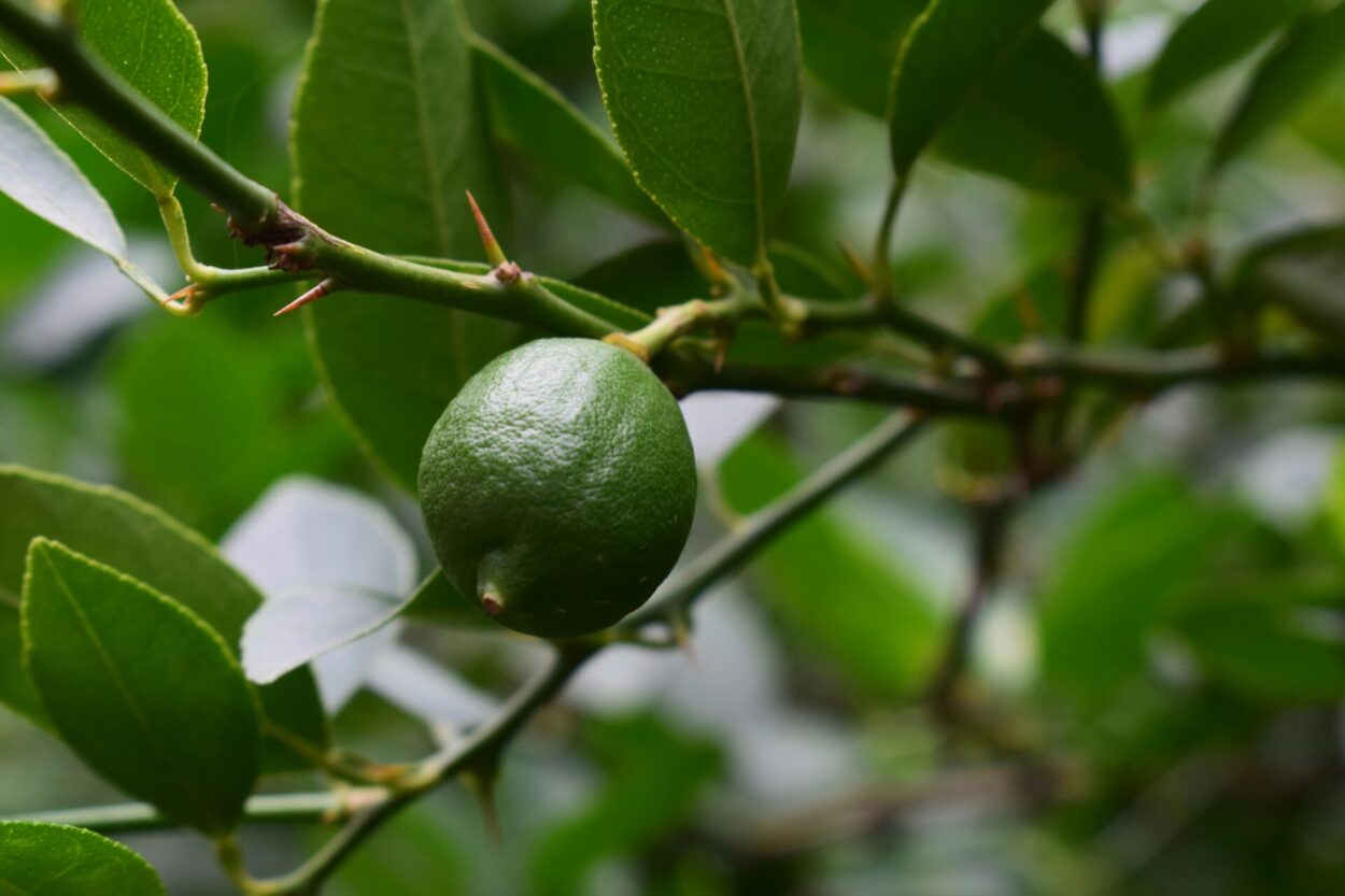 limoeiro com fruto