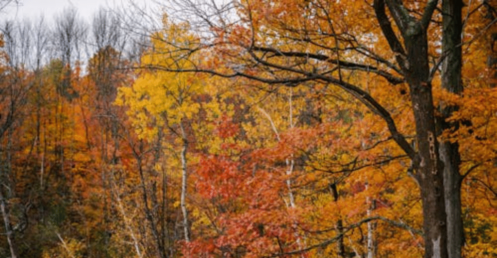 liquidambar